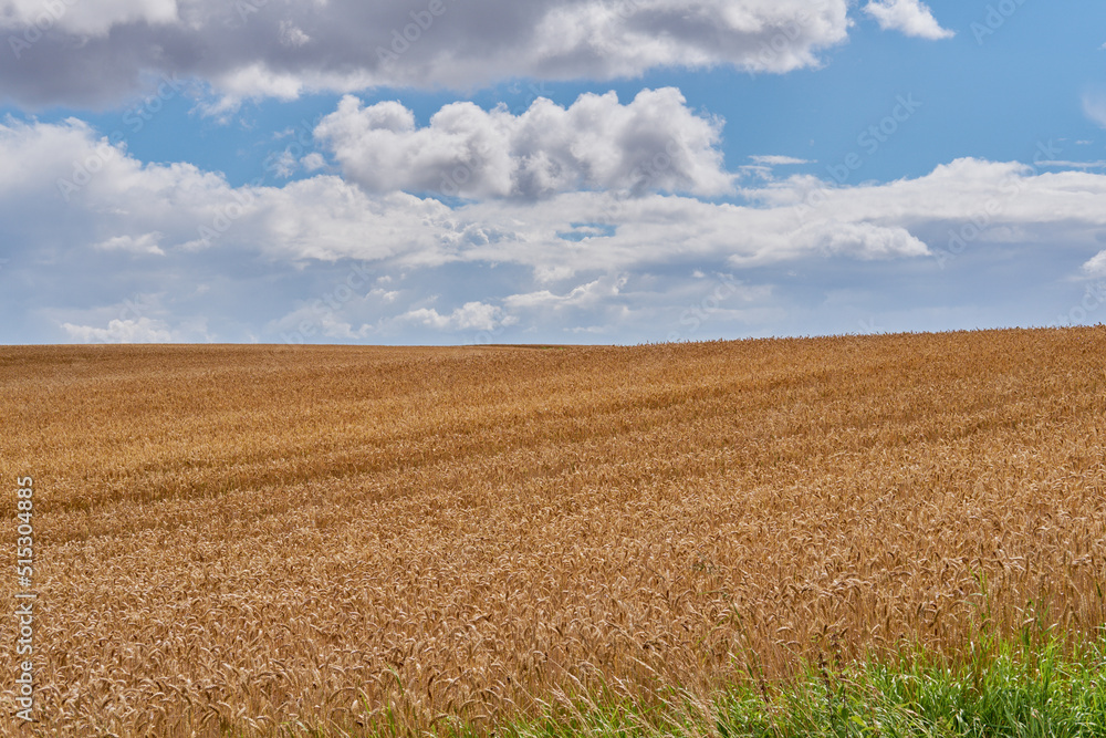 Landscape of a harvested wheat field on a cloudy day. Rustic farm land against a blue horizon. Brown grain growing in summer. Organic corn farming in harvest season. Cultivating organic barley or rye