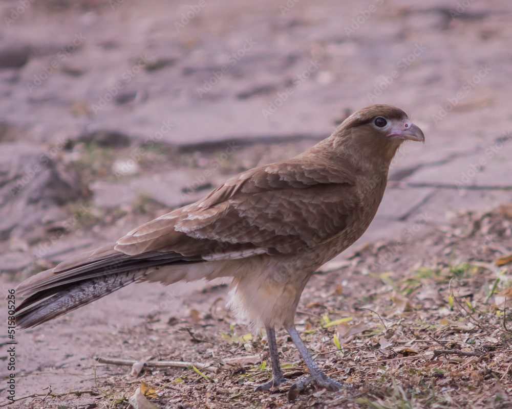 Obraz premium Phalcoboenus Chimango (1)