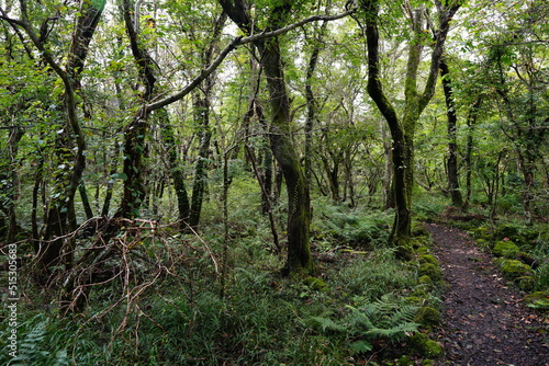 autumn pathway through thick wild forest