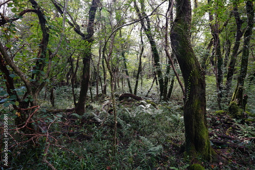 primeval forest with old trees and vines and fern
