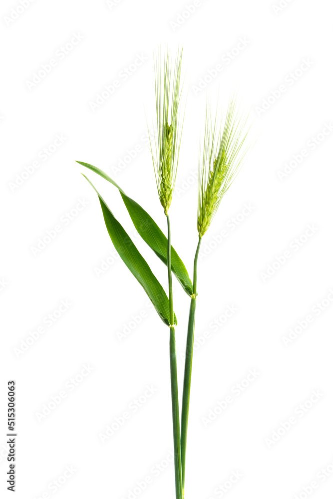 オオムギ Hordeum vulgare オオムギ Hordeum vulgare