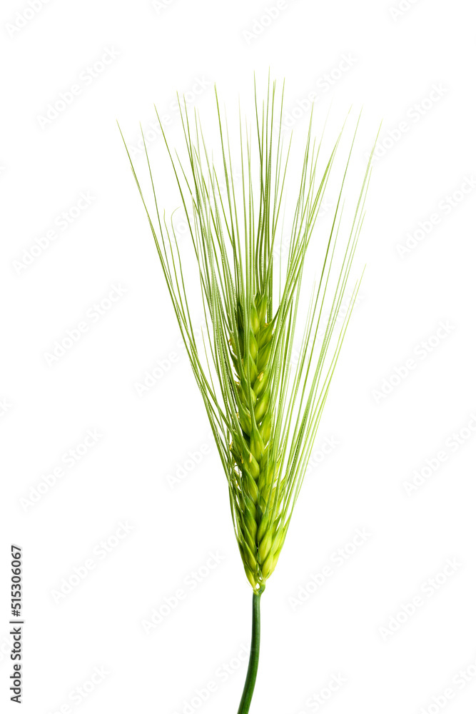 オオムギ Hordeum vulgare オオムギ Hordeum vulgare