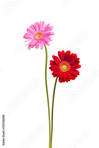                Gerbera