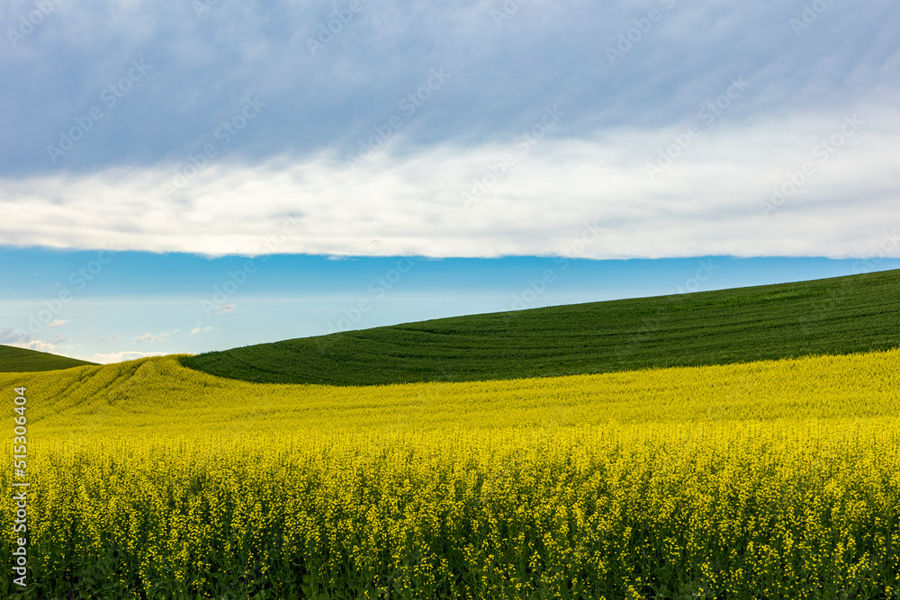 Fototapeta premium yellow field of canola flowers or rapeseed field against a green wheat field.