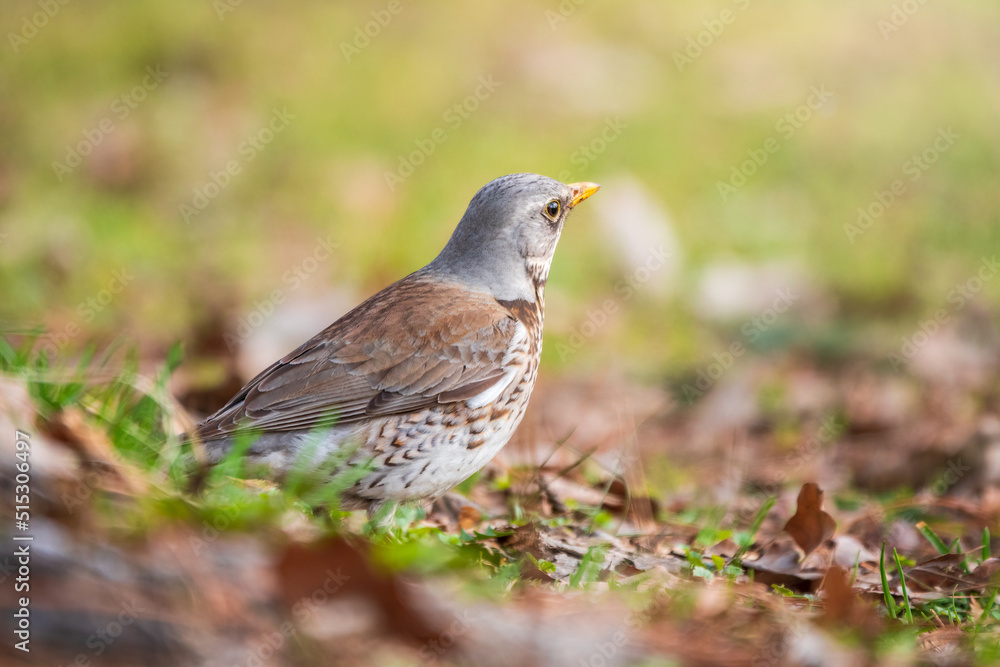 Fieldfare, Turdus pilaris, on a sprng lawn. Fieldfare, Turdus pilaris, on a sprng lawn.