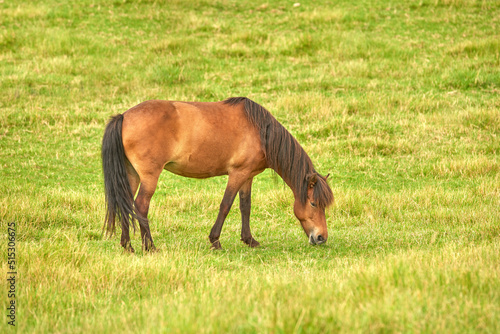 Brown horse eating grass in a meadow near the countryside. One stallion or pony grazing on an open field with spring green pasture. Chestnut livestock enjoying the outdoors on a ranch or animal farm