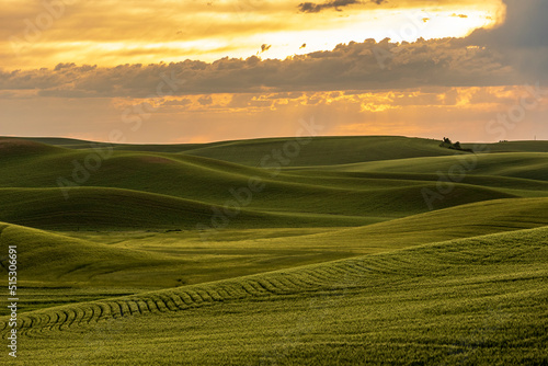 lush green  rolling hills of farm land of wheat and rapeseed during summer .  abstract like landscape of different hues of green and other colors  in East Washington.
