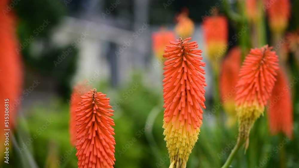 花壇のアクセントになるトリトマは下向きに咲く筒状の花の色が咲き進むにつれて変化する姿を燃えるたいまつ(トーチ)に見立て、トーチリリーともいいます。 花壇のアクセントになるトリトマは下向きに咲く筒状の花の色が咲き進むにつれて変化する姿を燃えるたいまつ(トーチ)に見立て、トーチリリーともいいます。