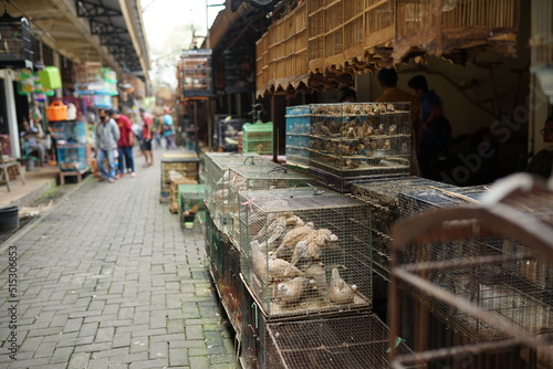 animal market, buying and selling exotic birds in cages