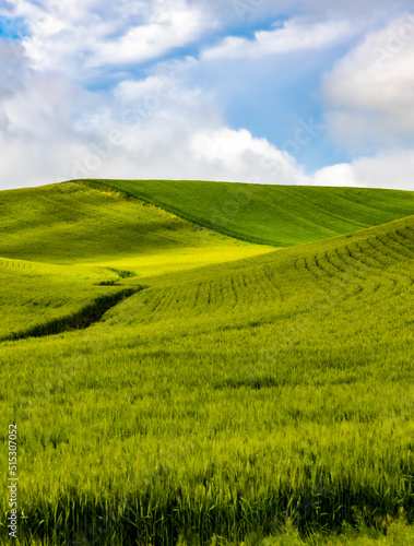 lush green  rolling hills of farm land of wheat and rapeseed during summer .  abstract like landscape of different hues of green and other colors  in East Washington.