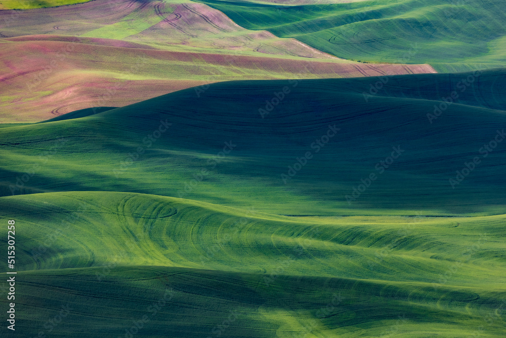 lush green rolling hills of farm land of wheat and rapeseed during summer . abstract like landscape of different hues of green and other colors in East Washington. lush green rolling hills of farm land of wheat and rapeseed during summer . abstract like landscape of different hues of green and other colors in East Washington.