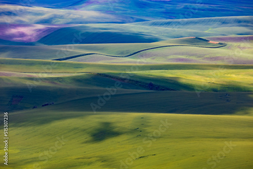lush green rolling hills of farm land of wheat and rapeseed during summer . abstract like landscape of different hues of green and other colors in East Washington.