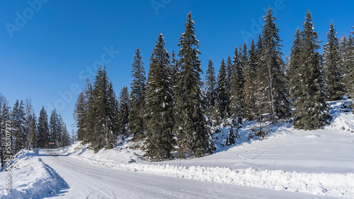 The road is trampled in the snow. Snowdrifts on the roadsides. Coniferous trees grow on the hillside. Clear blue sky. Altai