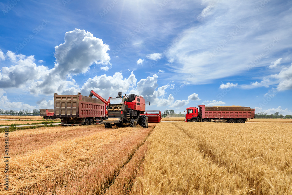 Obraz premium Combine harvester dumps harvested wheat into truck. Farm scene. farming harvest season.