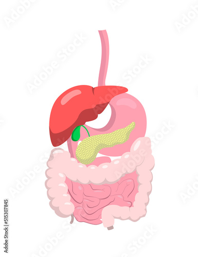 Concept of human digestive system. Flat realistic style illustration for banner, book cover, educational use.