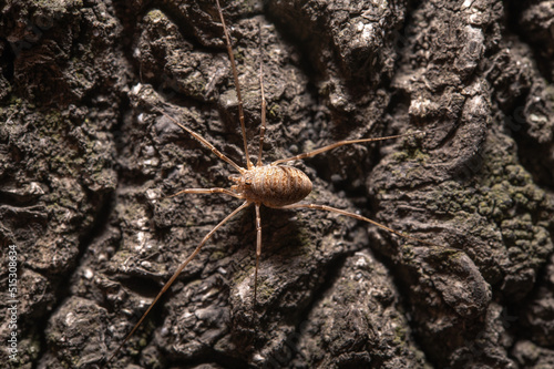 Top view of a spider perched on a rough surface of a tree trunk