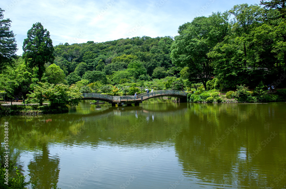 町田薬師池公園　東京都｜緑が深まる初夏の薬師池とタイコ橋の景観です
