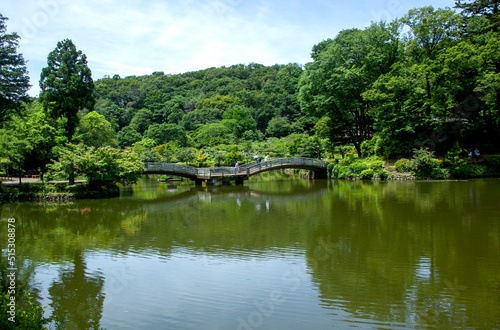 町田薬師池公園 東京都｜緑が深まる初夏の薬師池とタイコ橋の景観です 