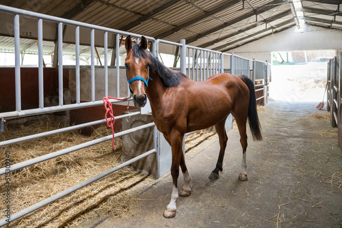 Bay horse tied to fence in barn
