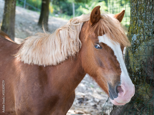 Flaxen pony with blue eyes