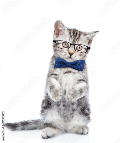 Smart kitten wearing tie bow standing on hind legs looks at camera. isolated on white background