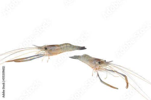 Giant freshwater prawn isolated on white background. Fresh shrimp