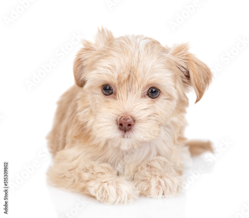 Cute Goldust Yorkshire terrier puppy lying in front view. isolated on white background © Ermolaev Alexandr