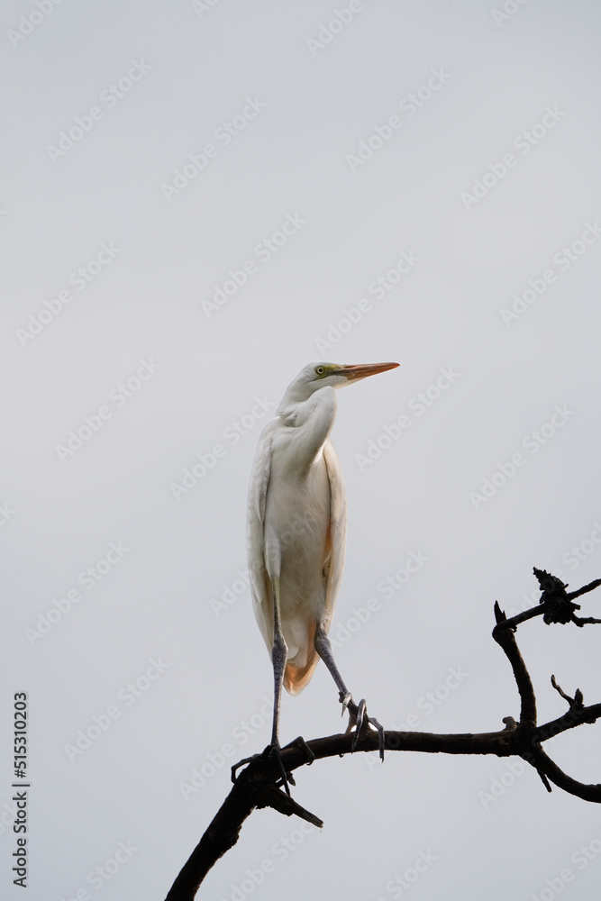 Obraz premium 해바라기 와 새