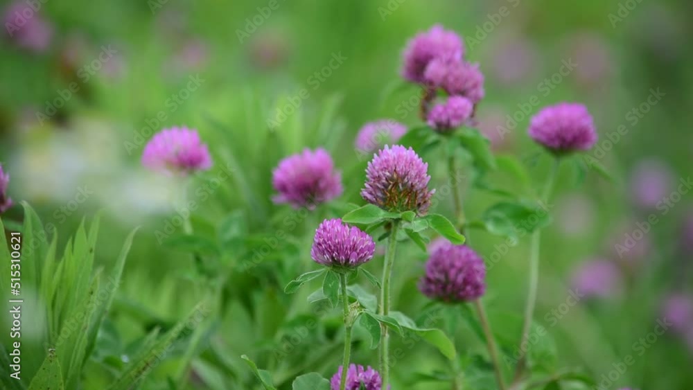 可愛らしい形の花姿、ムラサキツメクサはレッドクローバーともいいます 可愛らしい形の花姿、ムラサキツメクサはレッドクローバーともいいます