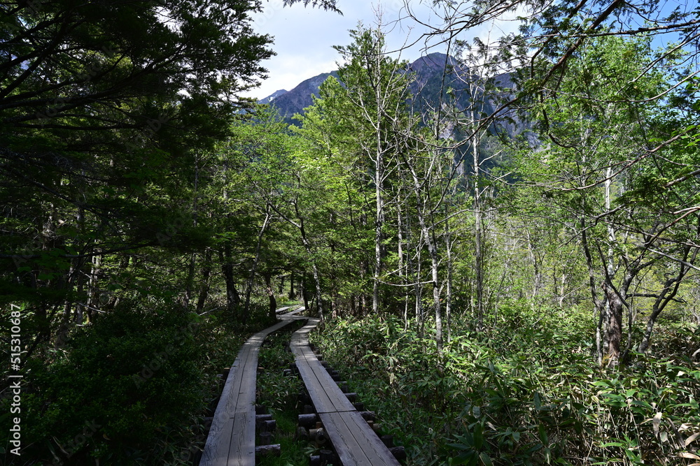 Obraz premium 長野県・上高地 青い空に白い雲、初夏の心地よい風を感じながら、河童橋から明神池へ梓川右岸コースを散策