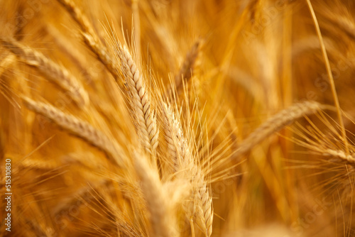 Fototapeta Wheat field with ripe grains