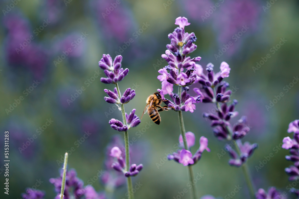 A bee collects nectar from the lavenders purple blossom A bee collects nectar from the lavenders purple blossom