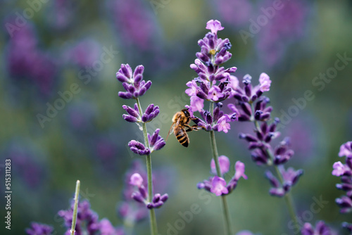 A bee collects nectar from the lavenders purple blossom