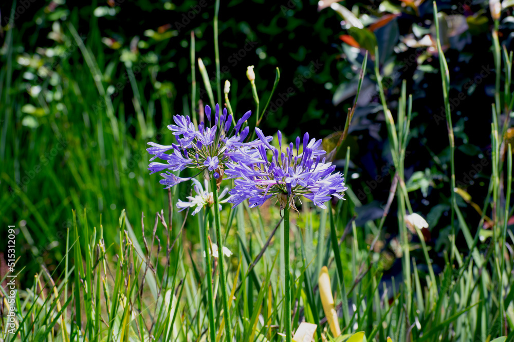 flowers in the meadow flowers in the meadow
