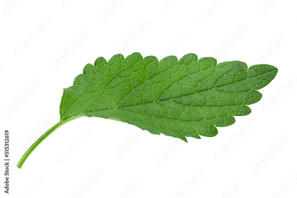 Fototapeta premium lemon balm herb leaf on white
