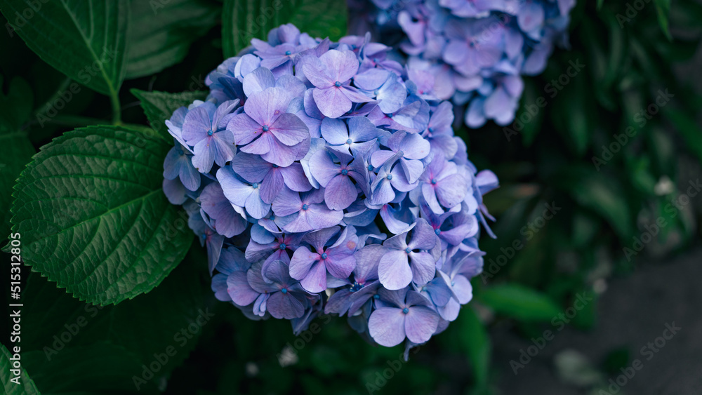 紫陽花