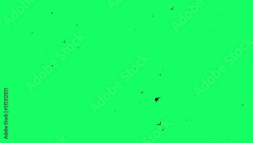 3d animation  - Silhouette of Flies which fly on green screen photo