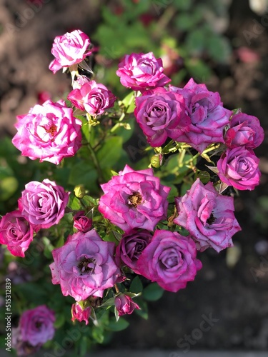 bunch of pink roses