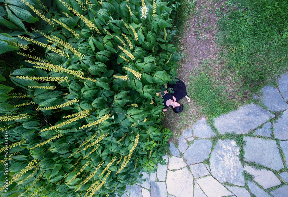 top view from above of sexy, young, woman lies dead outdoors on a path under a bush with flower bud umbels, after accident or crime - obrazy, fototapety, plakaty 