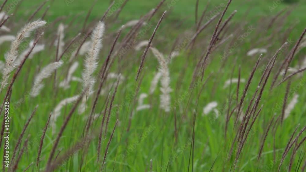 Close up grass flower with morning sunlight Close up grass flower with morning sunlight
