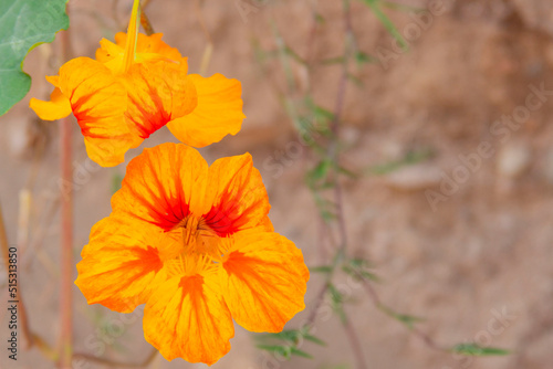 orange flower in the garden © cristian