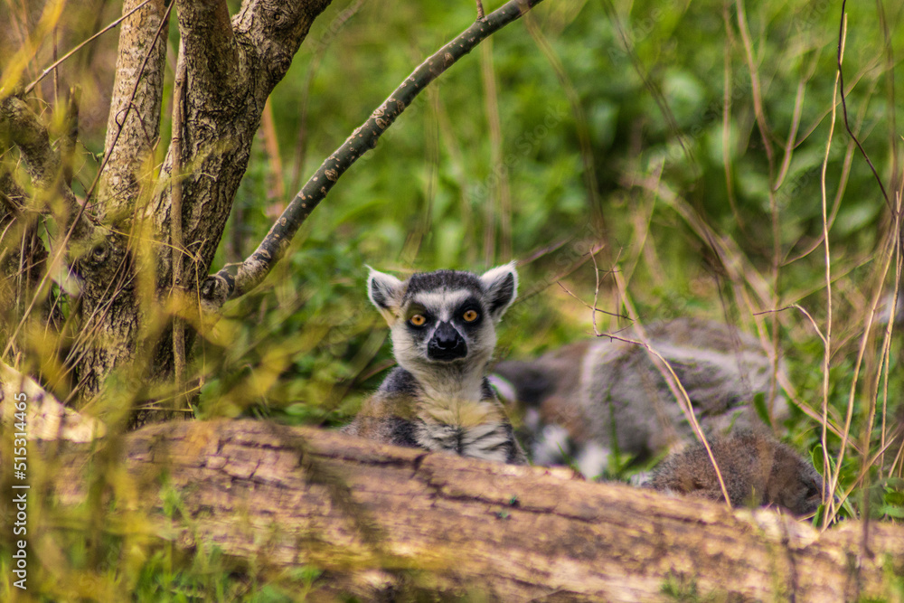 Obraz premium Besuch im Zoo