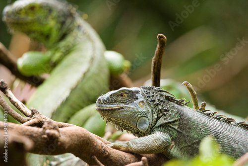 Leguan