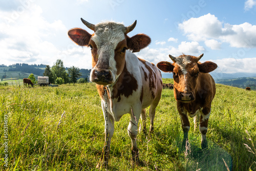 Fototapeta Naklejka Na Ścianę i Meble -  Happy Cows Grazing on Green grass in summer