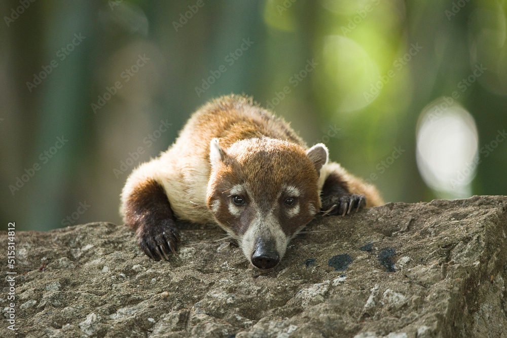 Nasenbär Nasenbär