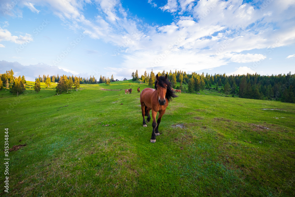Naklejka premium Horse 
