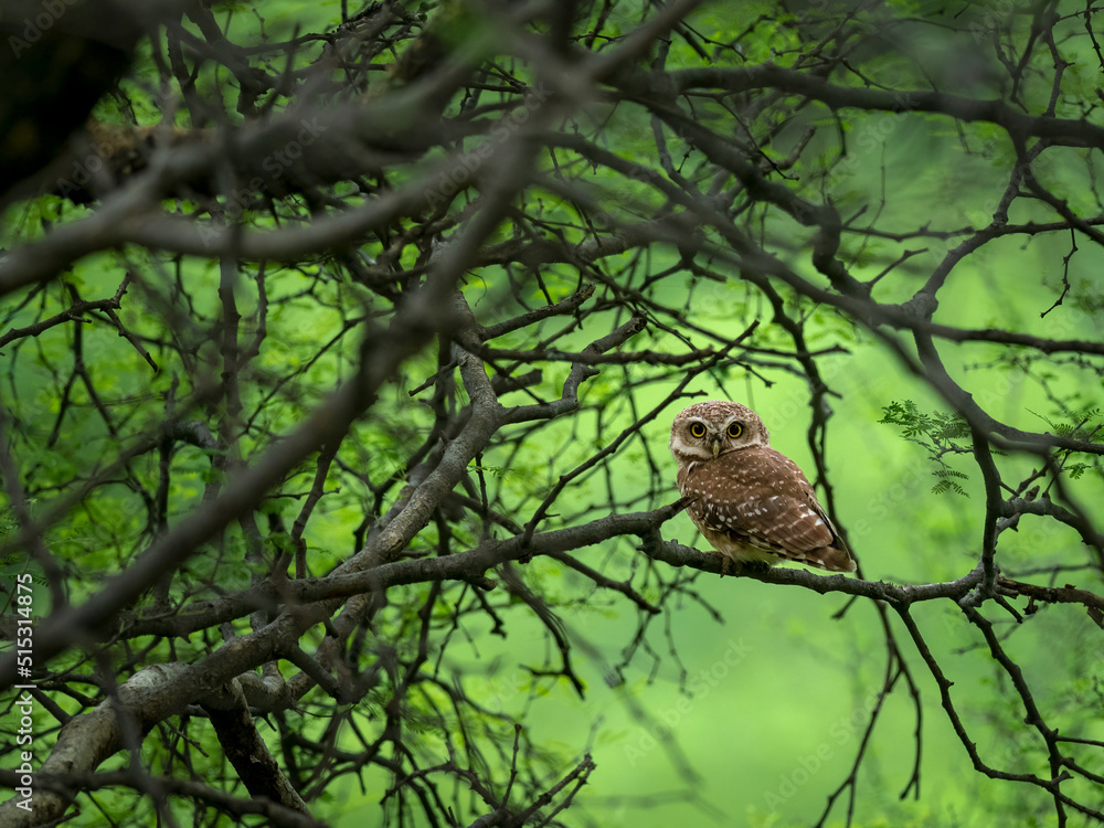 Spotted owlet perched on an acacia tree branch during monsoon months at Jhalana leopard reserve, Jaipur Spotted owlet perched on an acacia tree branch during monsoon months at Jhalana leopard reserve, Jaipur