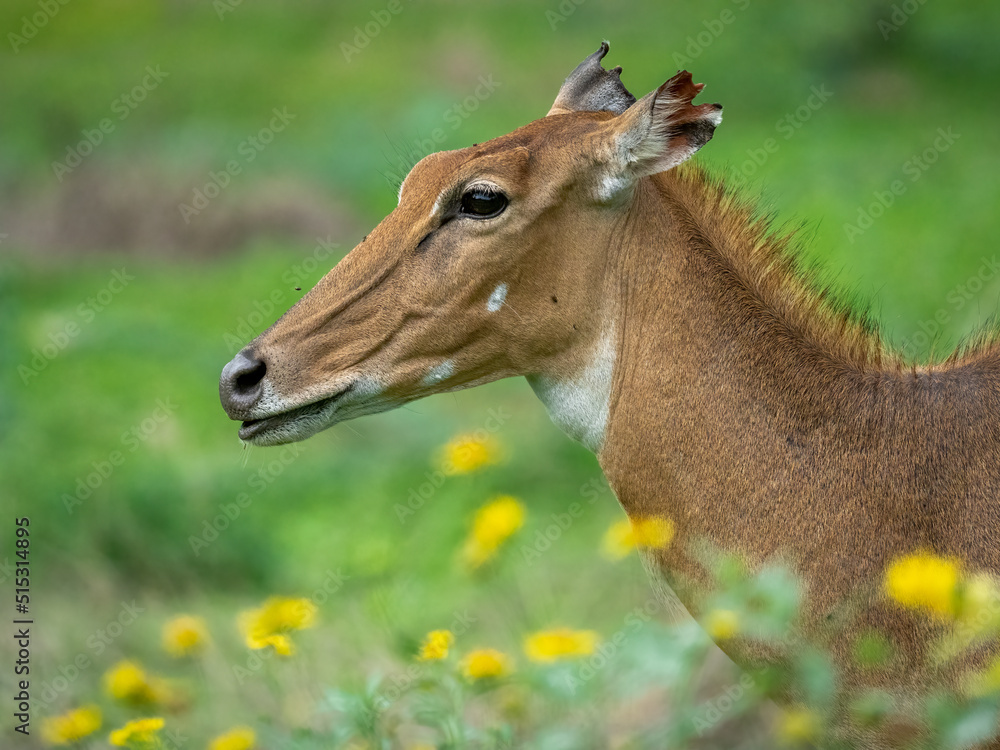 Close-up portrait of a female nilgai feeding amongst flowers Close-up portrait of a female nilgai feeding amongst flowers