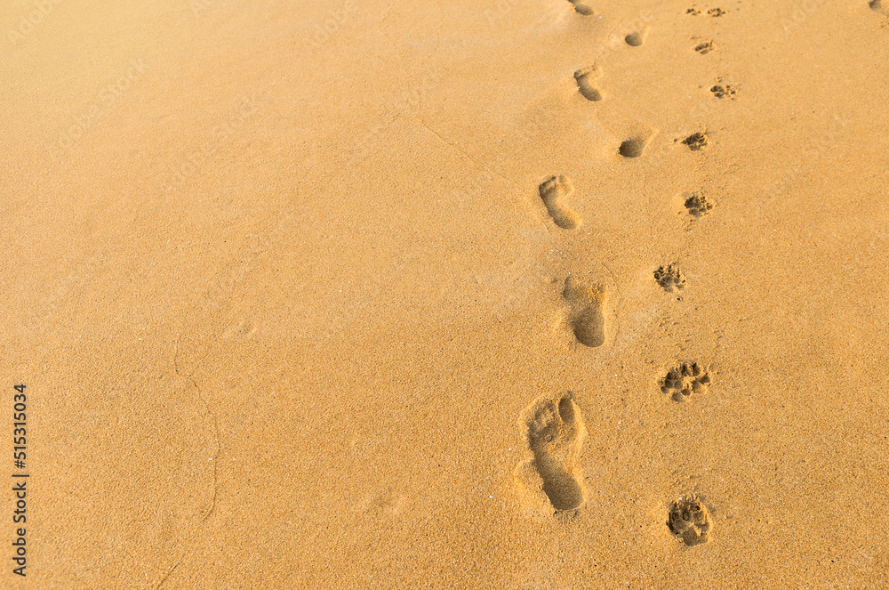 Human and dog footprint on brown sandy beach, nature texture background, walk the dog Human and dog footprint on brown sandy beach, nature texture background, walk the dog