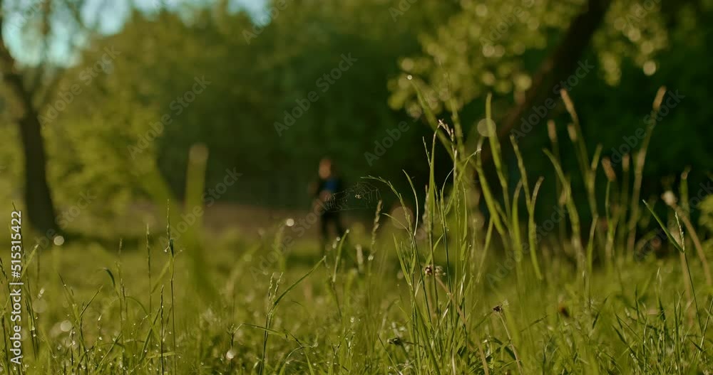 beautiful wild grass in nature in early summer morning, little fisher on lake, 4K, Prores beautiful wild grass in nature in early summer morning, little fisher on lake, 4K, Prores